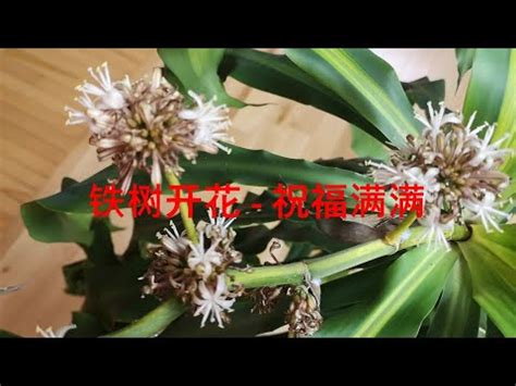 鐵樹開花好唔好|家居風水．鐵樹開花會富貴抑或會變衰﹖